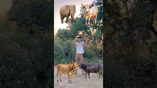 Hathi bail gay bhais #ytshorts #vfx #viral #video #shortsfeed