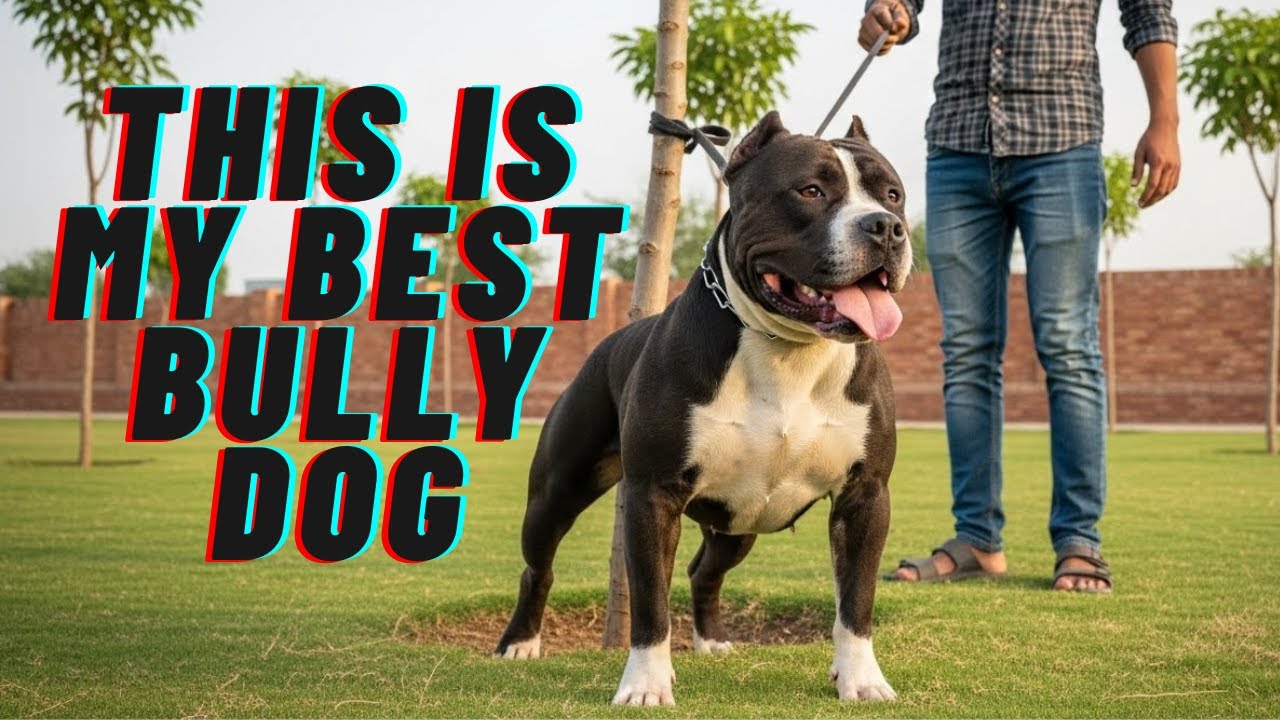 Best bully dogs of Pakistan 