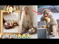 आज़ बन्नी भूल आई अपने बच्चे को कहीं😭😭 | Banni&#39;s Baby Is No More Om Shanti😭😭 | Monkeys Vlog