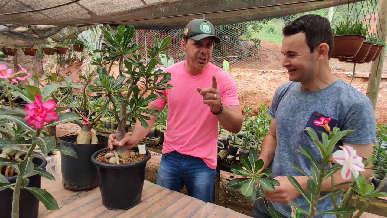 Polinização de Rosa do Deserto, mudas de estaquias e enxertia.