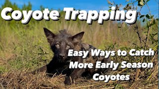 Coyote Trapping  How to Catch More Early Season Coyotes