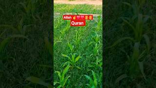 AlBAHA Saudi #reels #Vlog #fbreels #shortsreels #mashallah #quranicblessings #video #shorts ❤️☝️👌🌽🌽🌽