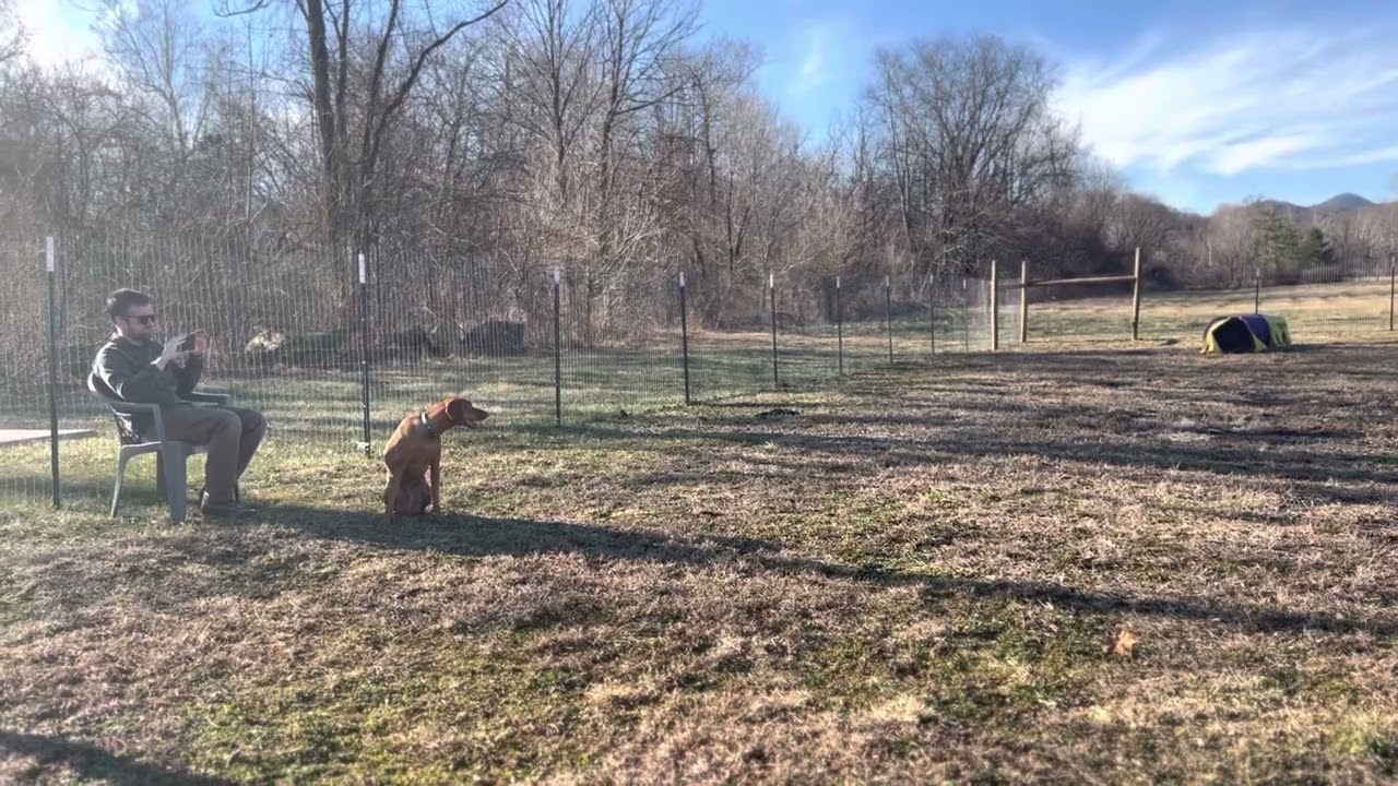 Bird Dog: Nosey Retrieve