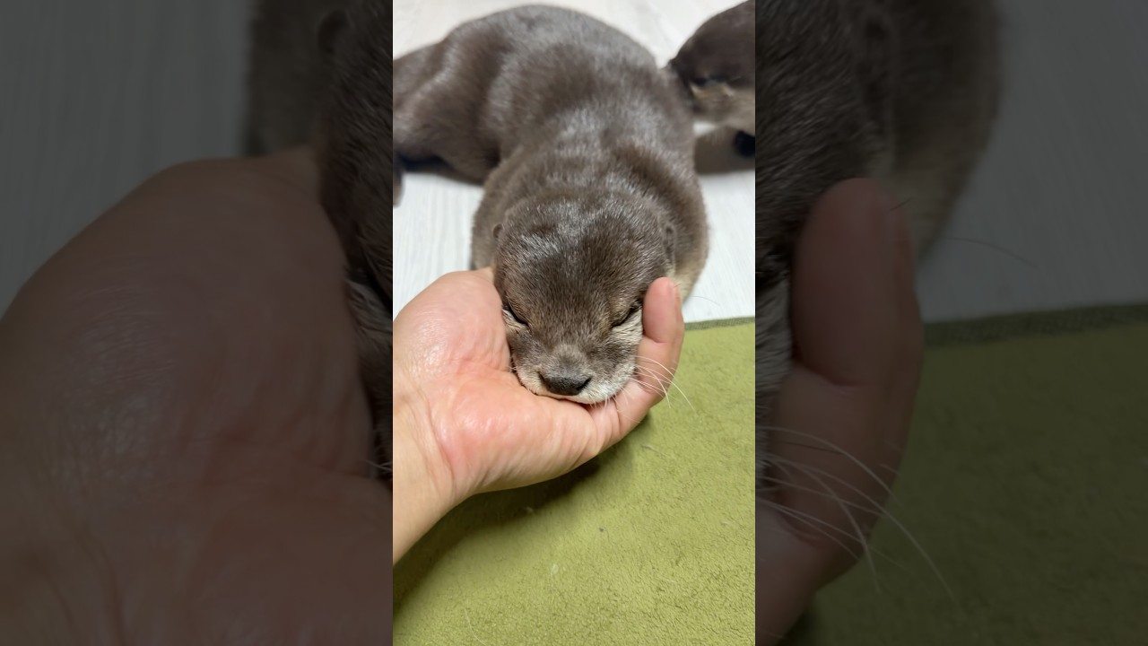 手のひらを出すとアゴをのせてくるカワウソとなぜかダンスになってしまうカワウソ😏😏 One Rests His Chin, the Other Starts Dancing! #shorts