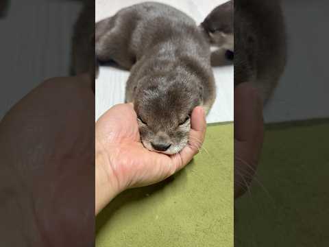 手のひらを出すとアゴをのせてくるカワウソとなぜかダンスになってしまうカワウソ😏😏 One Rests His Chin, the Other Starts Dancing! #shorts