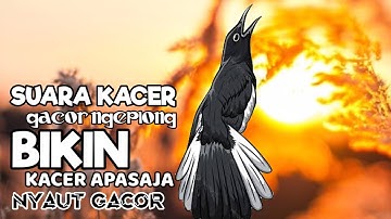Pancingan kacer, Suara burung kacer, Masteran kacer cepat bikin nyaut gacor