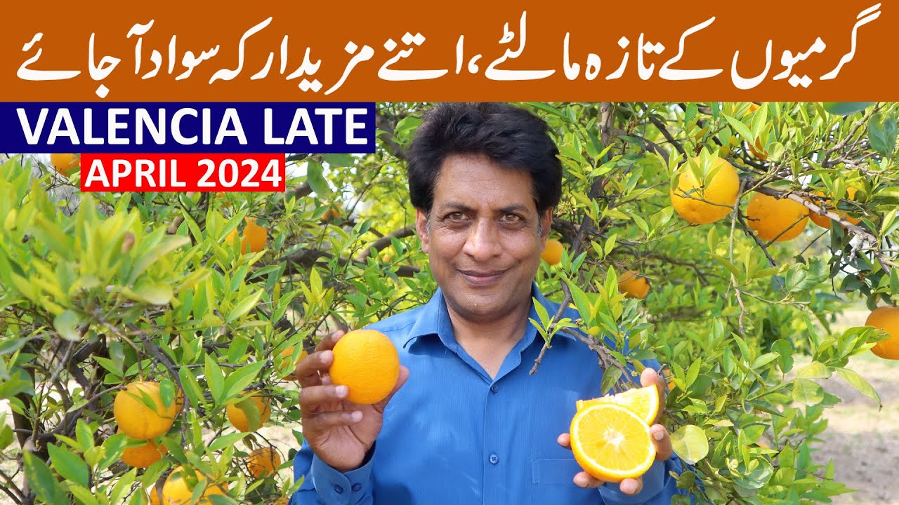 Valencia Late Sweet Orange | Best Performance of Spanish Variety in Pakistan
