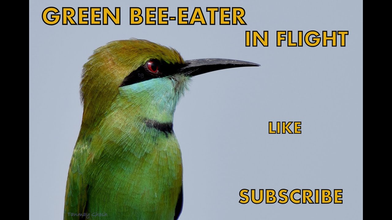 GREEN BEE-EATER IN FLIGHT