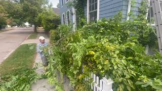 The Wisteria gets removed Wisteria Invasive