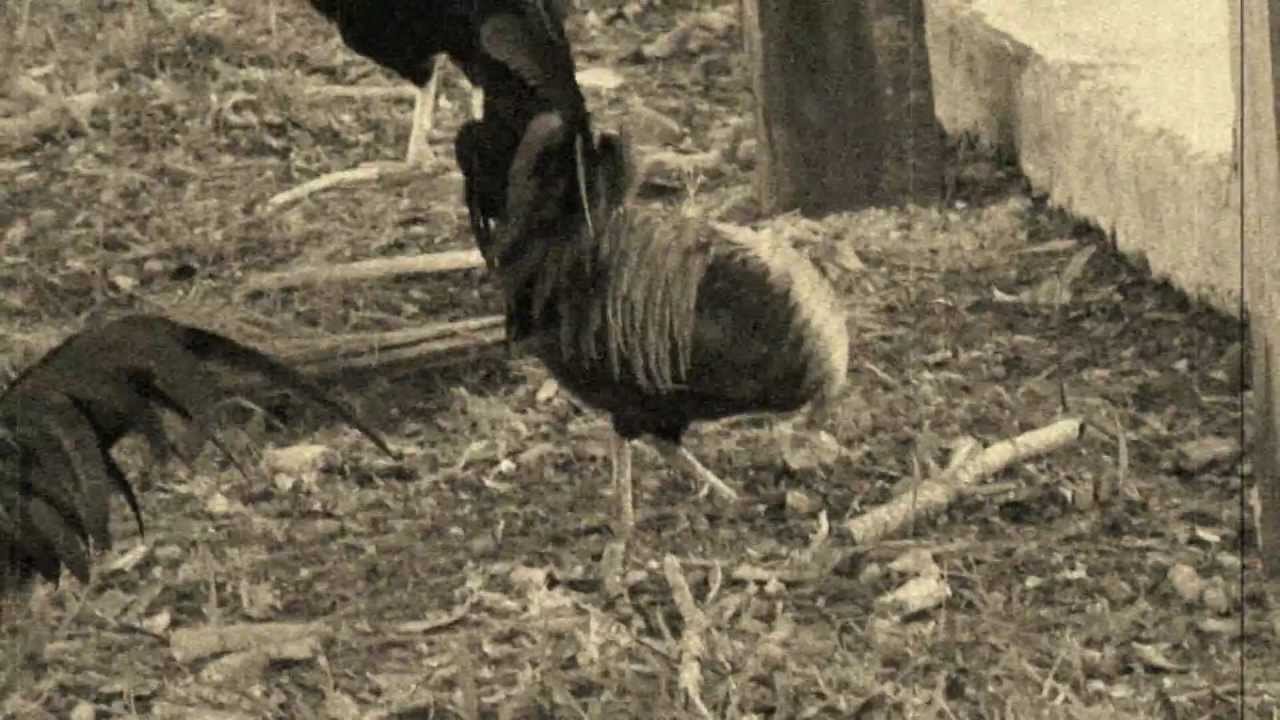 Stuart Cumberpatch | Banty Rooster Blues