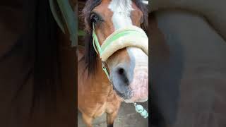 Taking My Daughters Loan Pony To The River