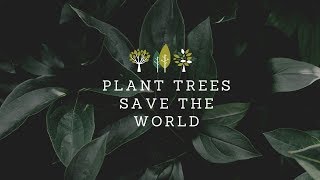 Planting 20,000,000 Trees, My Biggest Project Ever