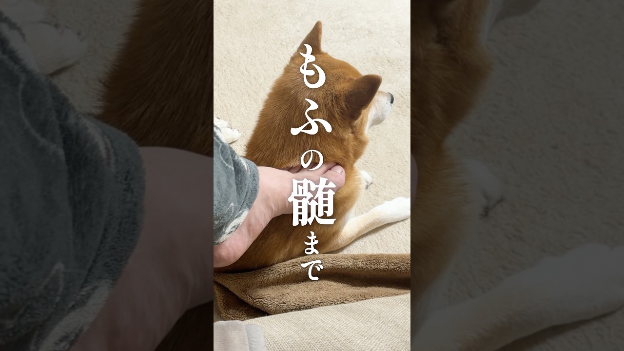 柴犬の呪術廻戦シーズン3
