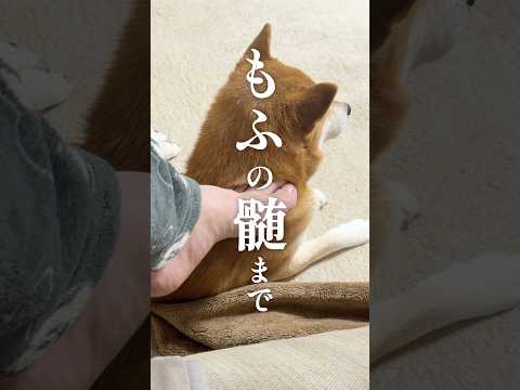 柴犬の呪術廻戦シーズン3
