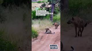 Detik detik 2 predator  menegangkan #animalshorts #shorts #satwalucu #animals #youtubeshorts