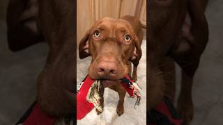 Happy Hungarian Vizsla (funny) #shorts #vizslapuppy #vizsla #dog #doglover #dogs #dogslife #viral