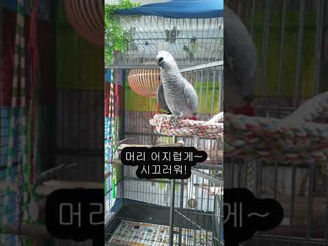 연구대상똘이는 회색앵무새 입니다  K-parrot [똘이뷰] Korean-gray parrot#shorts