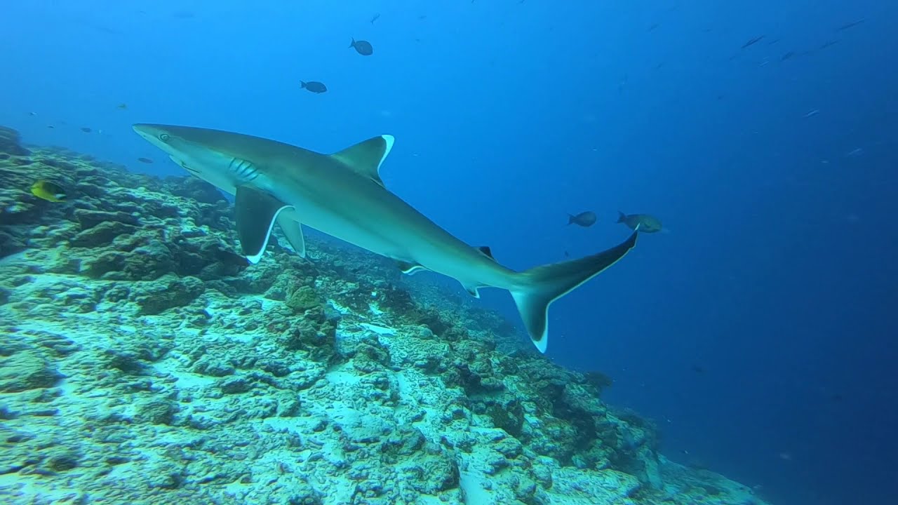 Silvertip Shark