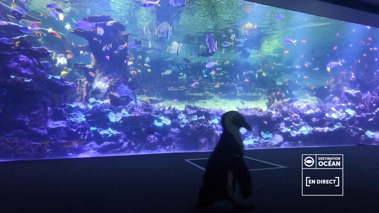 VIDÉO - Le bébé manchot du Cap montre son bec aux visiteurs de l'aquarium  Mare Nostrum de Montpellier - France Bleu