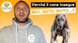 Perché il Cane Insegue Biciclette, Auto, Monopattini? 5 Cause | Giuliano Addestratore