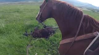 How to be a cowboy on a $120,000 Horse