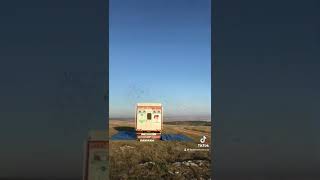 Posta Güvercini #güvercin #india #pigeon #postagüvercini #short #shorts #güvercinsevdası #keşfet