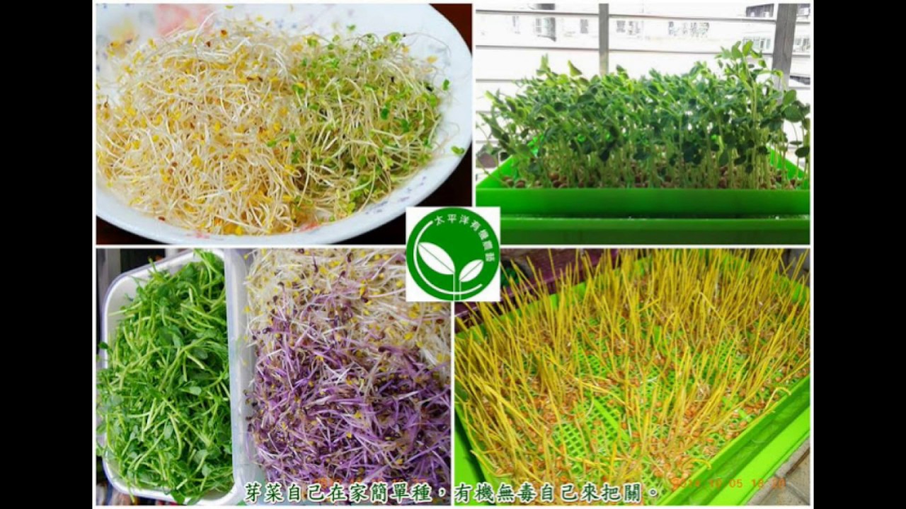 如何種豆芽菜 水耕蔬菜種植方法教學 Youtube