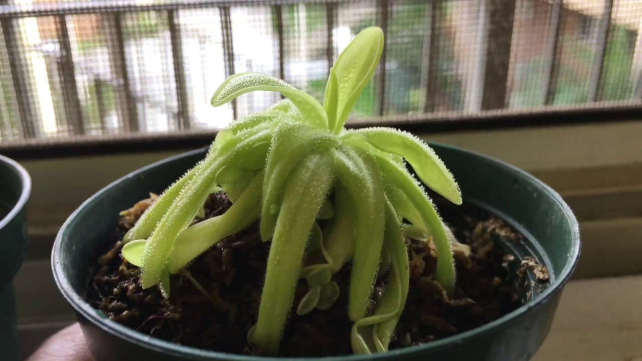 PINGUICULA Butterwort! (LOWE'S) YouTube
