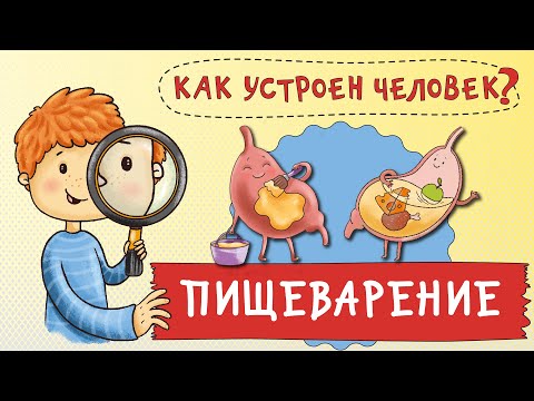 Как устроен человек? Для чего я ем? Пищеварение для детей