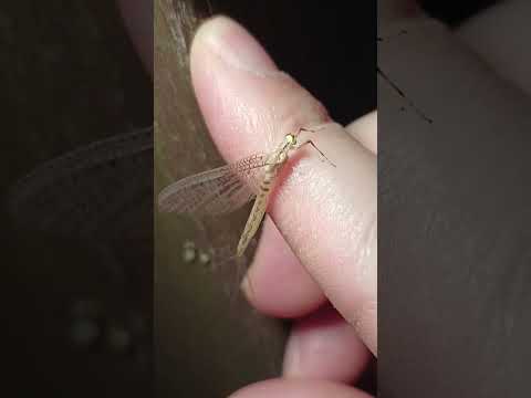 #coffee #insects