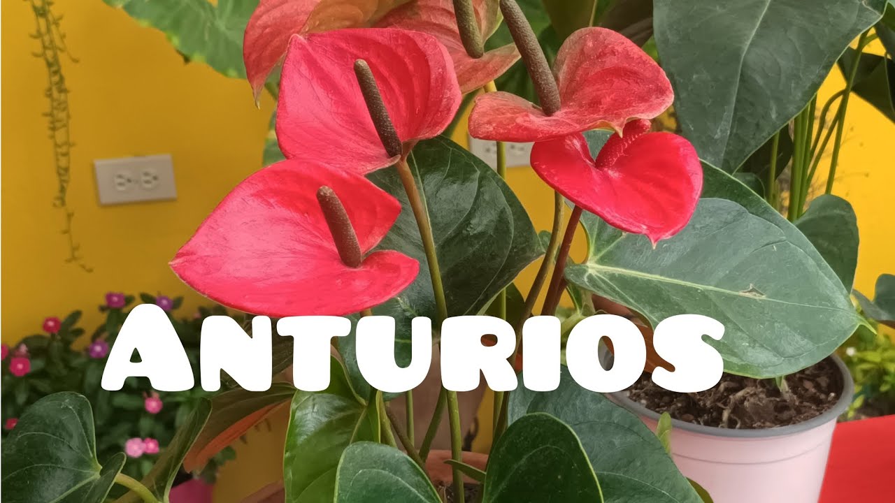 HAZ ESTO PARA QUE TU ANTURIO NO SE MUERA! 🌼 #anturios #anturio #jardin #plantasconflores