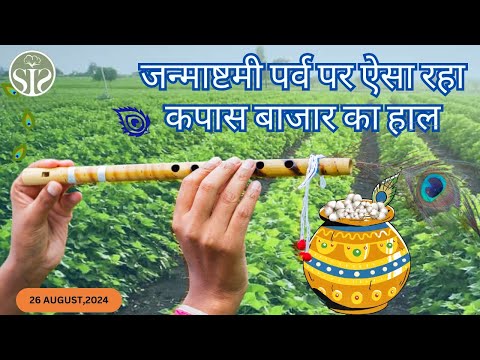 जन्माष्टमी में पर्व पर ऐसा रहा कपास का बाज़ार 😀 Aaj ka kapas ka bajar Cotton marker rate today #kapas