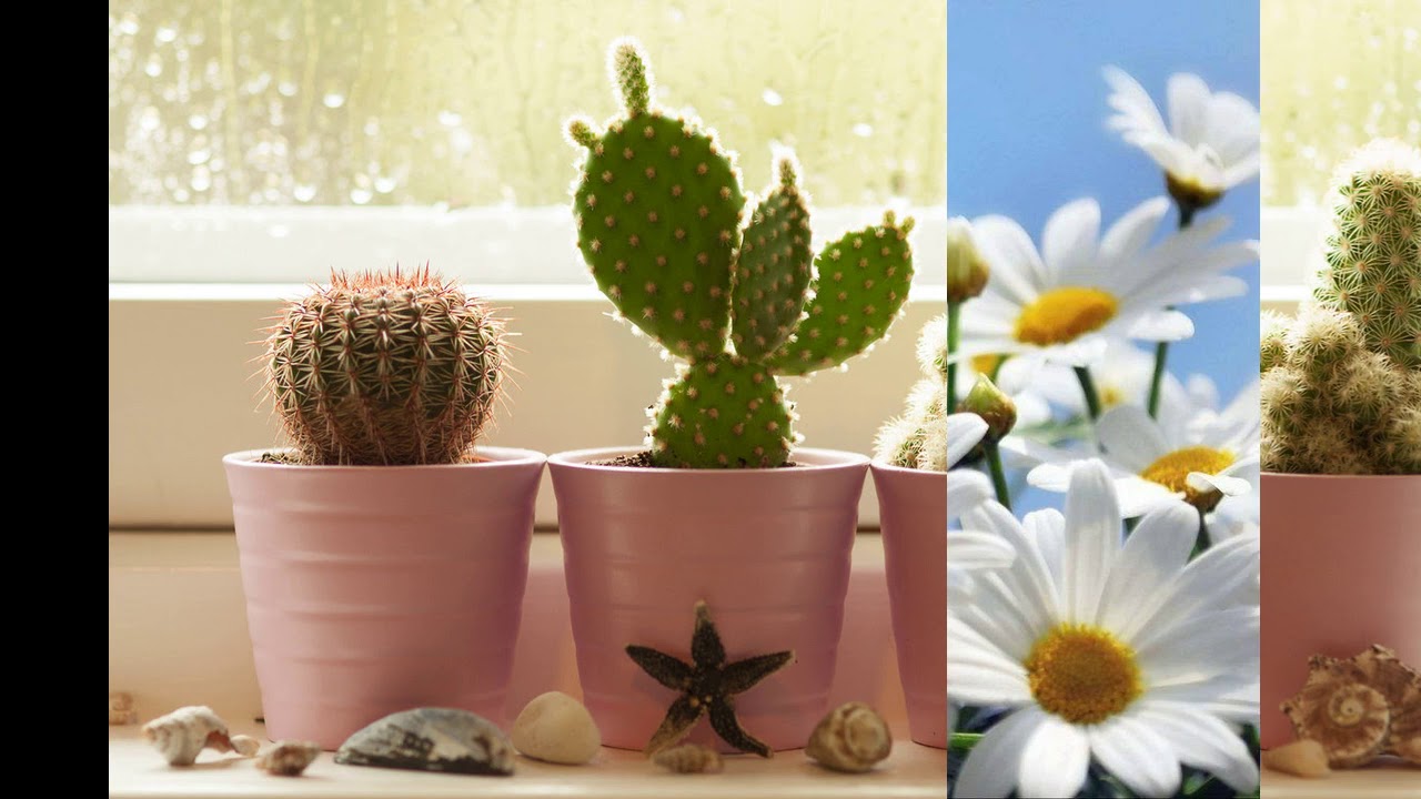 Егорыч - Кактус и ромашка