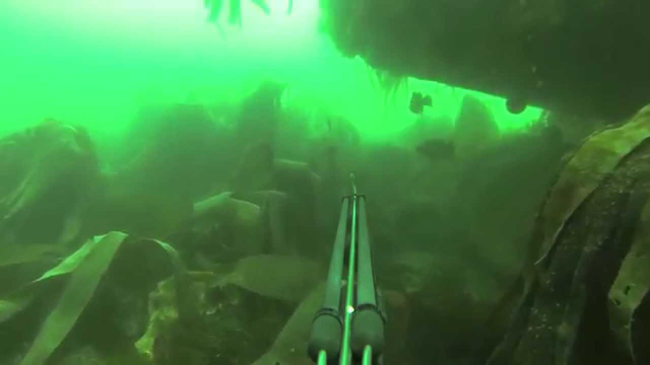 Best-of  chasse sous-marine Trévignon été 2014 - Spearfishing