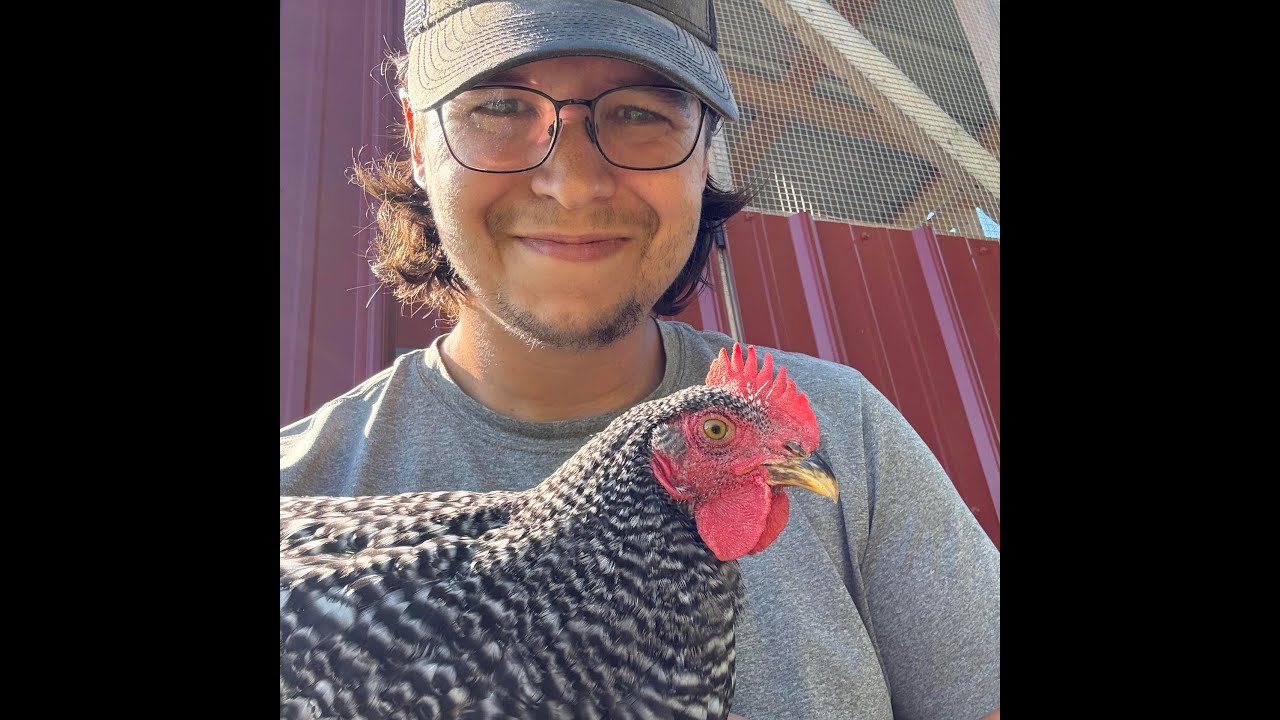 Chickens and Dogs play Apex together