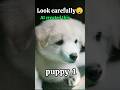“This Puppy Is NOT Real 😳”#ai#dog#puppy#aiart#shorts