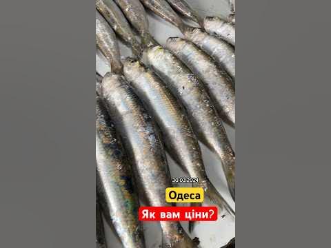 ДУНАЙКА СЕРЕБРО С ВІЛКОВО 🐟 Одеса Привоз - YouTube