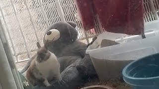 Muted Video🦜Spy in my loft, secret army & Evil Judge by malicious rumors on Media Oh No.