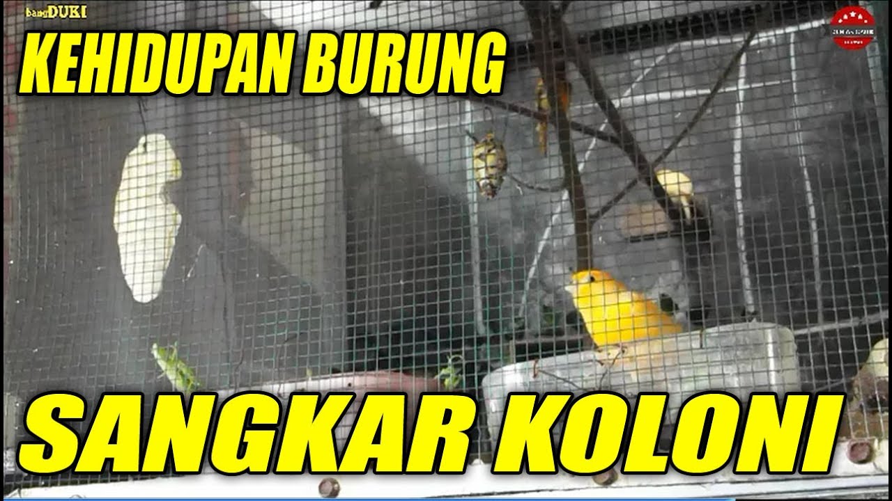 KEHIDUPAN BURUNG DI AVIARY, istana AVIARY (BIRD LIVES IN AVIARY, AVIARY