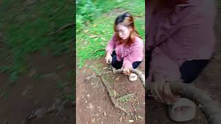 neng marni ngambil tebu manis tetanga