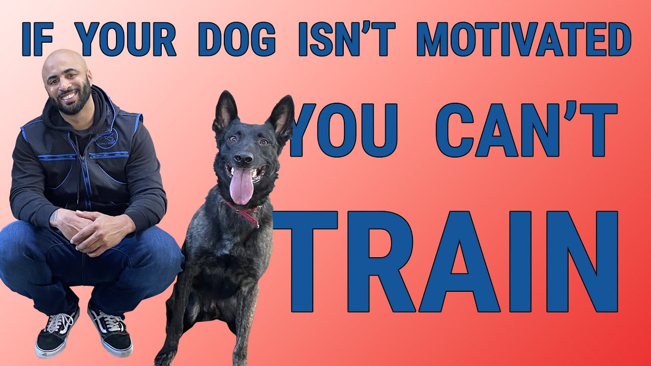 Puppy Training with Cali K9® Dog Training Videos Advanced