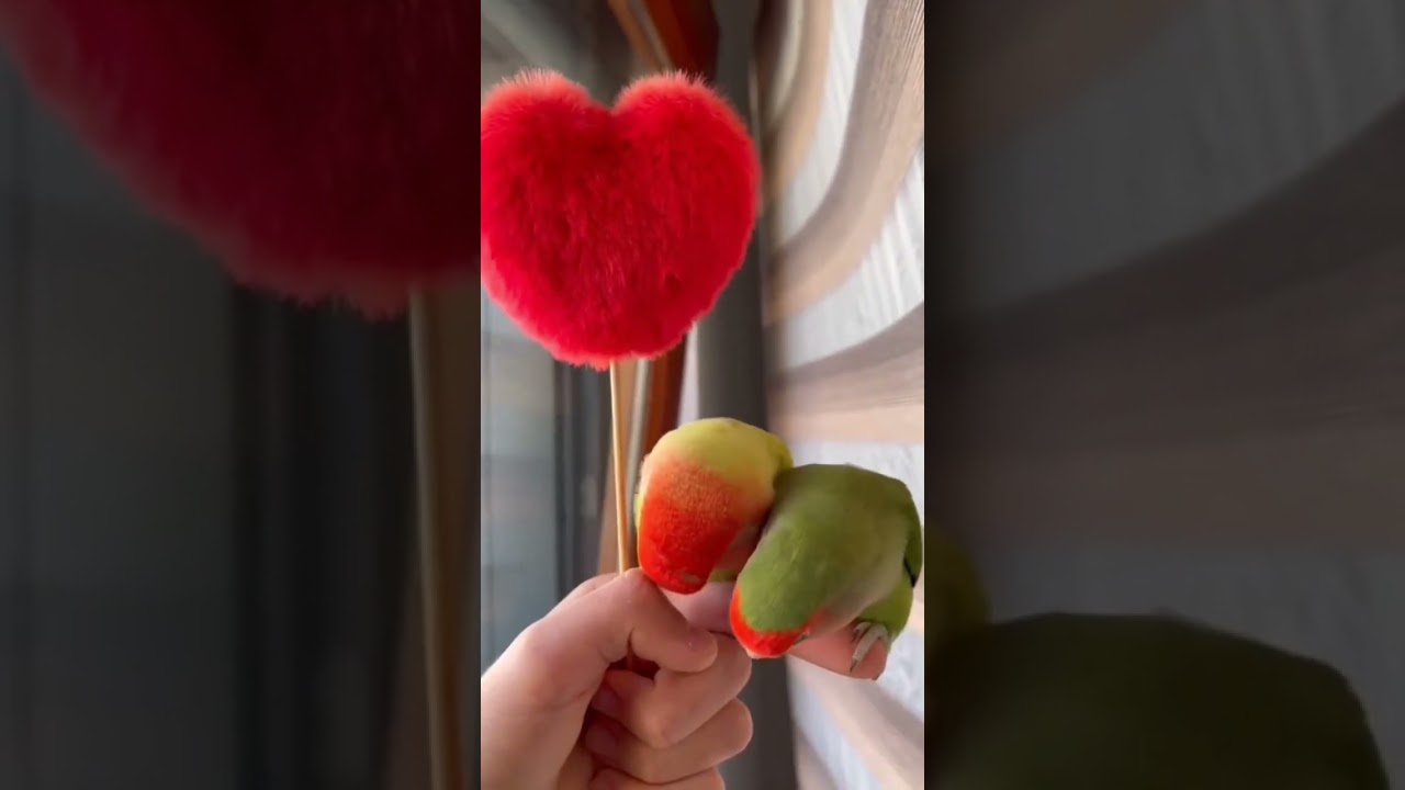 Like or coment please 🙏✨️ 