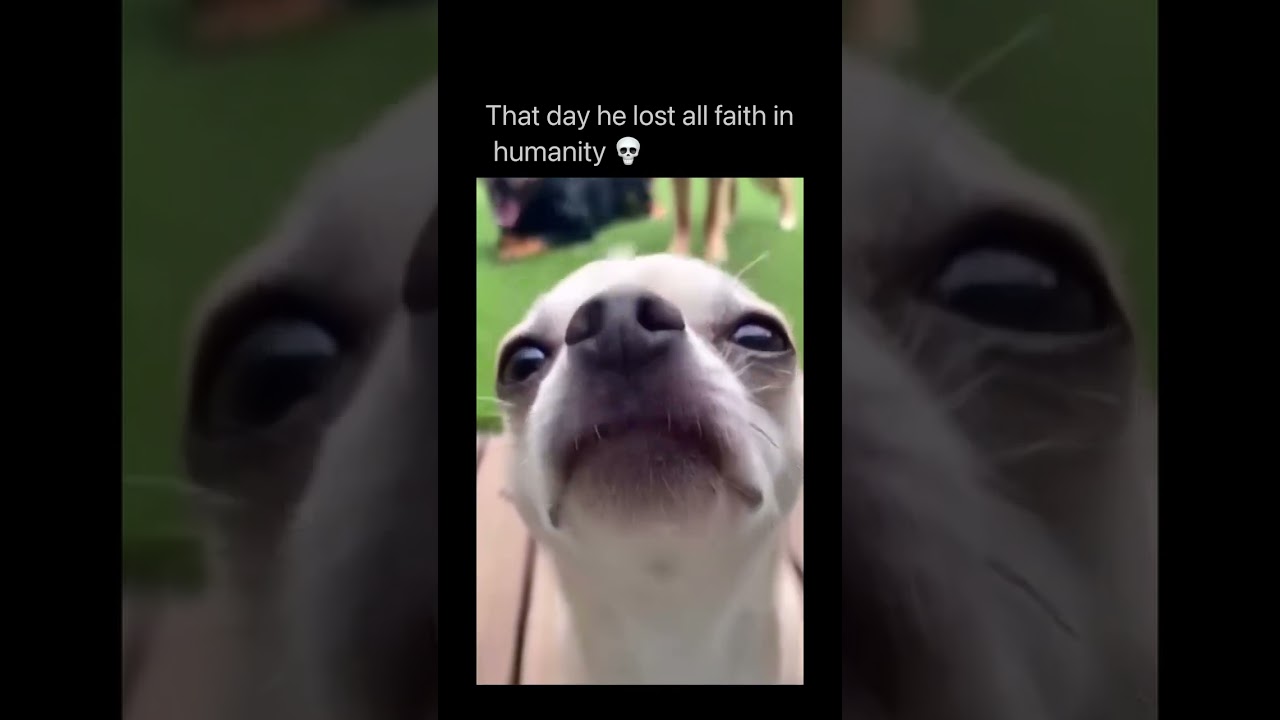 funny dog clips# comedy# enjoy