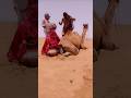 رقصة فريدة في الصحراء — صداقة بين الفتاة والجمل 💕🐪#shorts #camel #girl