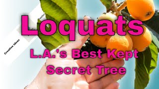 Loquat Tree - L.A.'s Best Kept Secret Edible Landscaping Tree #foodforest