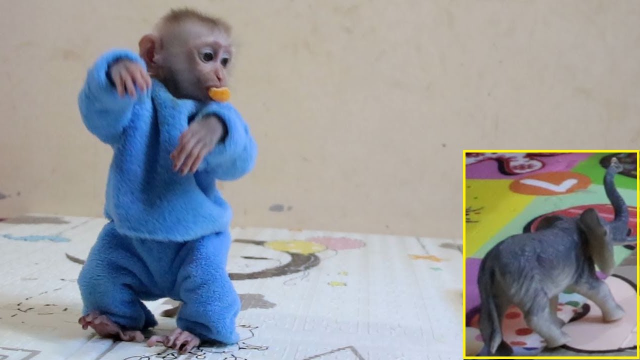 Amazing Interaction Baby Monkey To Elephant| Hailey Stand Talking To Elephant