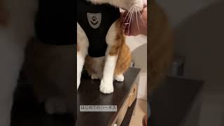 はじめてのハーネスは中型犬用（笑）