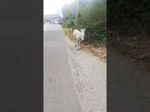 கழ த ப ப ல அவ வளவ நன ம கள 