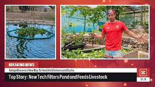 DIY Floating Planter: Filter Your Pond, Feed Livestock with Water Hyacinth!