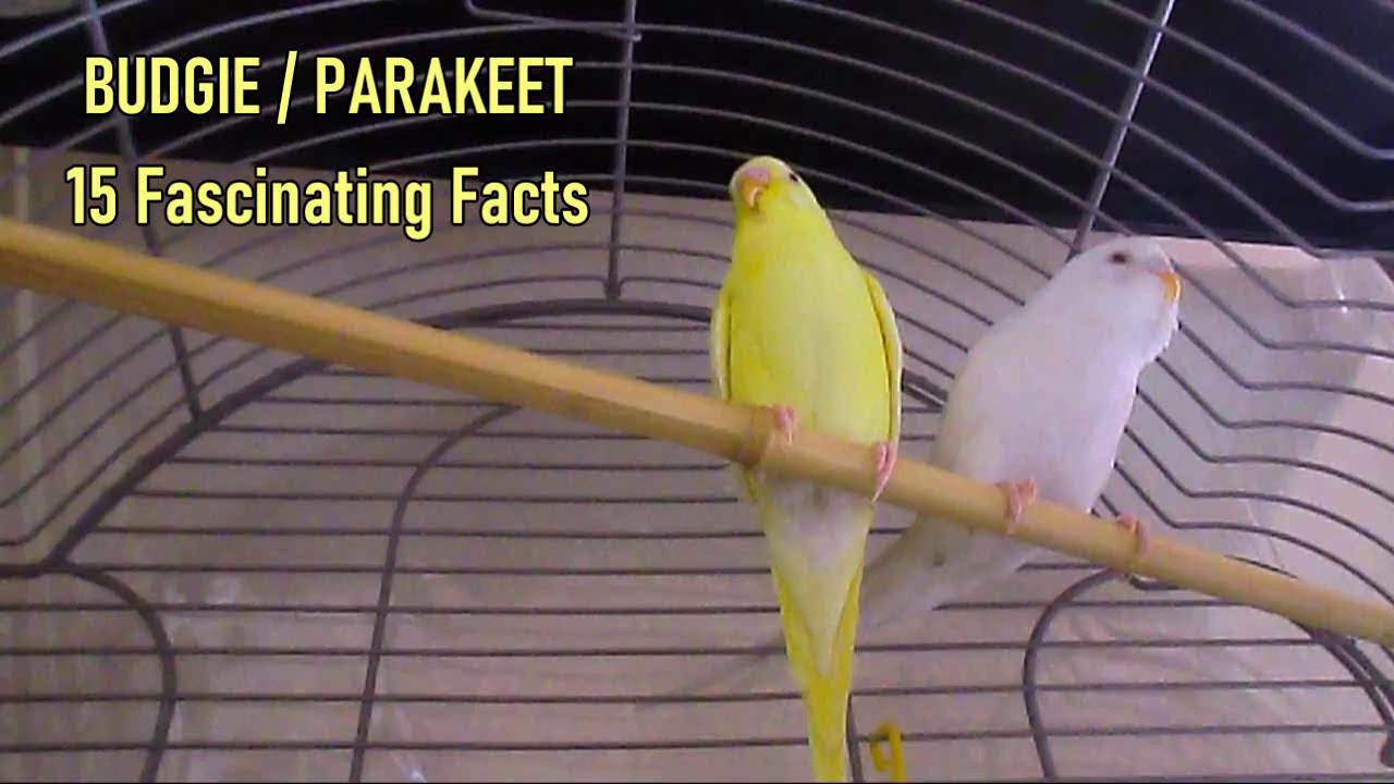 15 Fascinating Facts about Budgie / Parakeet YouTube